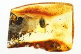 Detailed Fossil Marsh Beetle and Fungus Gnat in Baltic Amber #288504-1